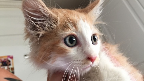 Kitten rescued after spending 4 days in storm drain