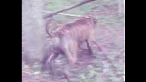 Alapaha Blue Blood Bulldog Herding The Sheep