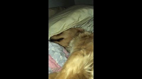 Exhausted Golden Retriever passed out on the bed