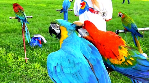 Parrot Macaw red en blauw training