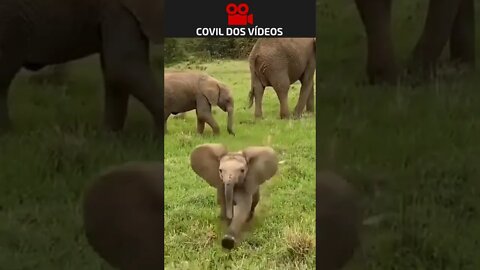 bebê elefante corajoso