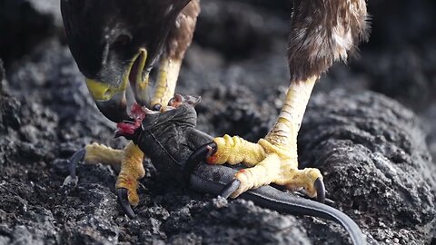 Hawk Eats Iguana | Galápagos Islands | Lindblad Expeditions