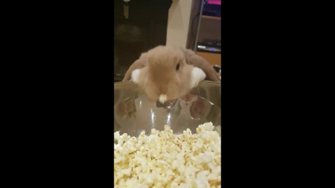 Cute Bunny Really Loves Popcorn