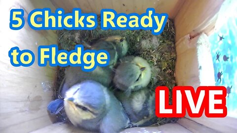 LIVE Blue Tit Nest Cam Hatchlings Day 21 5th Chick Fledged - Peterborough, England 2022
