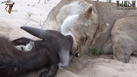 Lioness Catches Young Buffalo, Eats It Later!!! | Epic Lion vs Buffalo Footage