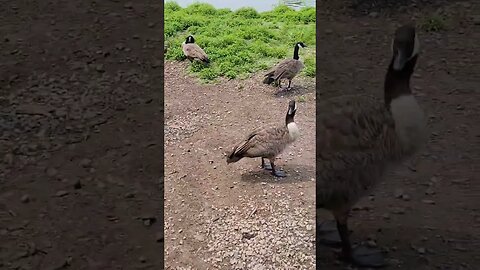 even more Geese