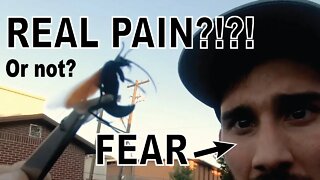 Stung by a Tarantula Hawk!