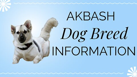 Discovering the Majestic Akbash Dog Breed: History and Physical Characteristics