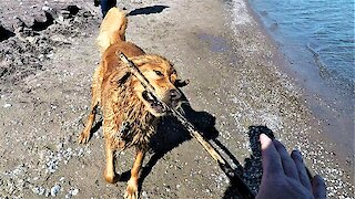 Mischievous dog fetches stick then shakes water on his owner