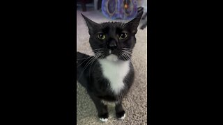 Adorable Tuxedo Cat