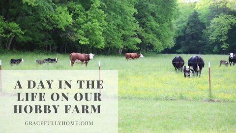 A Day in the Life on Our Hobby Farm