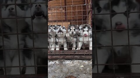 Особо опасные преступники🥰 #хасямамася