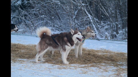 Stunning Husky Dog Sledding in Fairbanks, Alaska