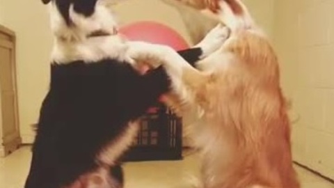 Border collies share loving moment