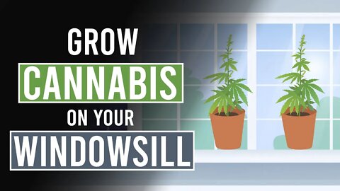 Grow Cannabis on your Windowsill!