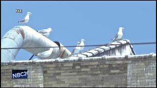 Air cannons used in Manitowoc to solve gull problem