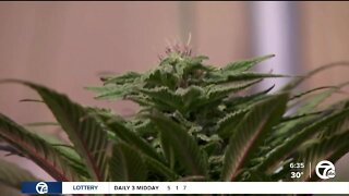 Michigan's booming marijuana industry expected to continue growing