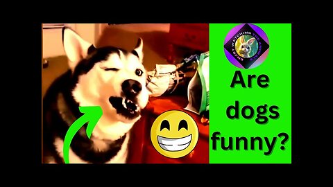 The most beautiful and funniest funny clips of dogs