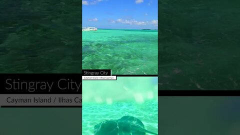 Stingray City - Ilhas Cayman/ Cayman Islands - Caribe / Caribean - Viajando com a Cintia #shorts