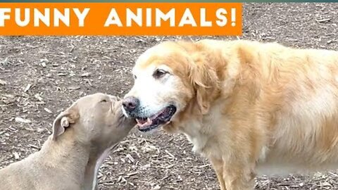 FUNNY DOG VIDEOS 😂 ||