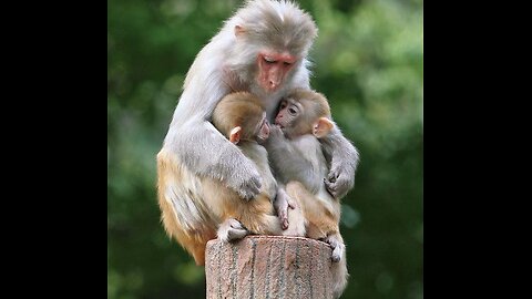 a monkey enjoys eating pomegranates and plays with the children