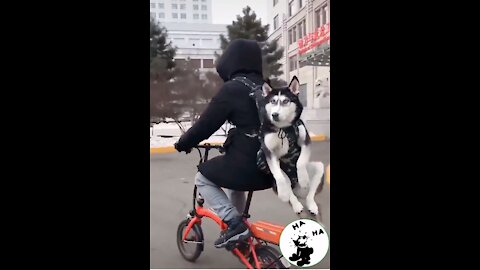 greed men looked first,tries to steal Frighten a dog