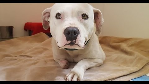 Treya's New Beginning - Stray Rescue of St.Louis