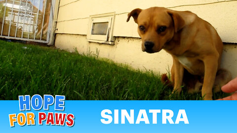 Dog rescue: Sinatra - the abandoned dog.