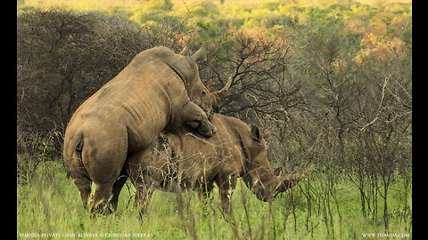 Rhinos vs Rhinos make love. Rhinos mating