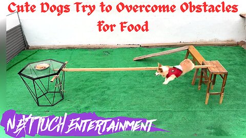 Cute Dogs 🐶 Try to Overcome Obstacles for Food
