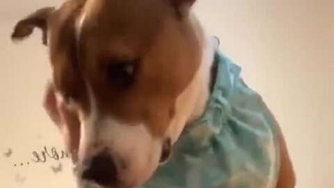 Dog feels unloved because owner has the audacity to work from home