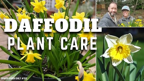 💛 Daffodil Plant Chat + Giveaway Announcement | Daffodil Plants - SGD 352 💛