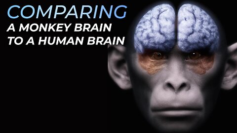 Evolution Theory, The Monkey-Human Brain
