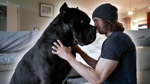 Massaging My CANE CORSO - RAW Home Video
