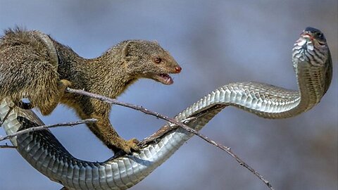 Cobra vs Mongoose