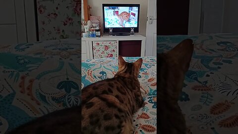 Narcissistic cat watches himself on YouTube 😹🐆 #catfluencer #cat