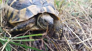 Turtle at Pelister Mountain