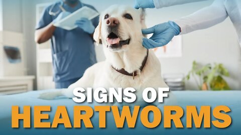 Signs Your Dog May Have Heartworms