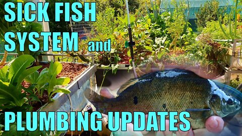 Aquaponics System | Sick Fish & System Plumbing Update