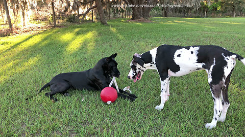 Great Dane and Puppy Love Playing With Jolly Ball on a Rope
