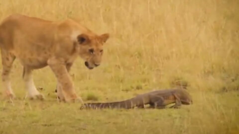 When lions feel strange about the presence of lizards