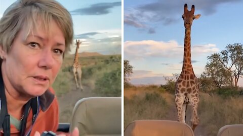 Enraged giraffe chases jeep during an African safari