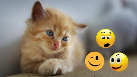 Funny Animal Videos 2022 😂 - Funniest Cats Videos 😺😍 #1