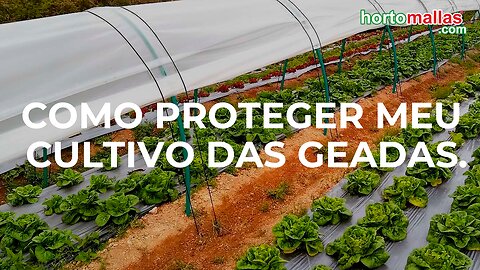 Como proteger meu cultivo das geadas.