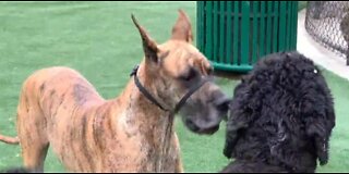 Sasha and a frisky poodle