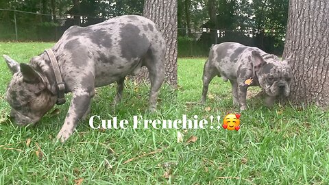 BLUE MERLE FRENCHIE LOVES PLAYING OUTSIDE 🐶