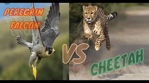 Fastest Animals On The Planet | Ft. Peregrine Falcon and Cheetah.
