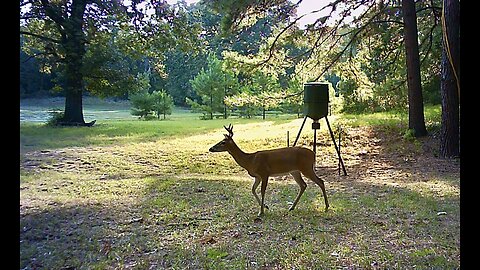 Texas Night Hogs & Deer Weekly 9/8/23