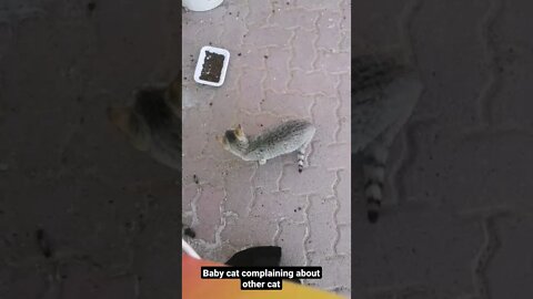 Funny Cat Video | Baby Cat Complaining about Other Cat 😂
