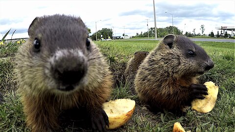 Adorable groundhog babies share apple slices in the sunshine